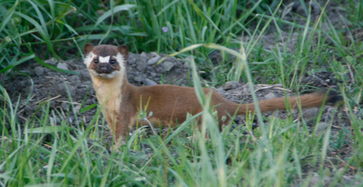 Longtailed Weasel San Diego Zoo Wildlife Alliance